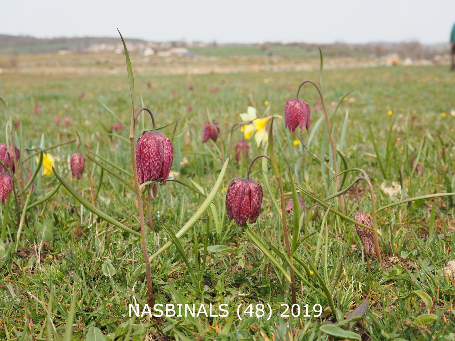 Fritillary, Snake's head